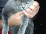Üst Düzey 12 Aylık Dişi British Shorthair