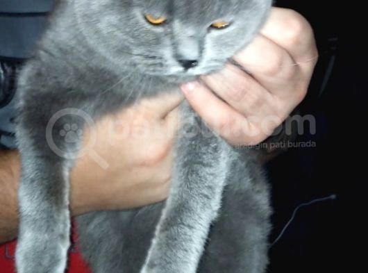 Üst Düzey 12 Aylık Dişi British Shorthair görsel