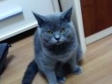 Üst Düzey 12 Aylık Dişi British Shorthair