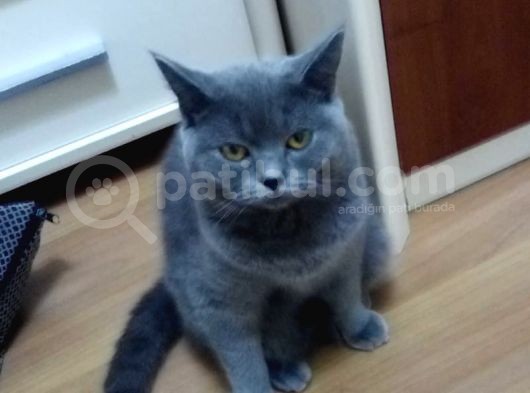 Üst Düzey 12 Aylık Dişi British Shorthair görsel