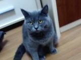 Üst Düzey 12 Aylık Dişi British Shorthair