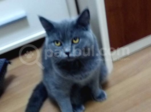 Üst Düzey 12 Aylık Dişi British Shorthair görsel