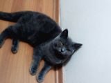 Üst Düzey 12 Aylık Dişi British Shorthair
