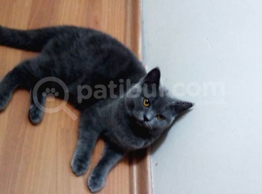 Üst Düzey 12 Aylık Dişi British Shorthair