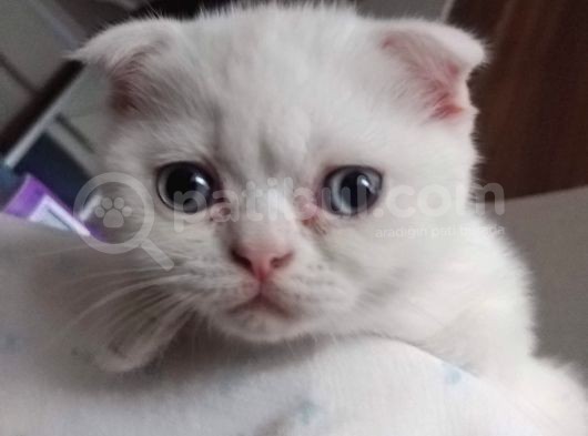 Kar Beyaz Mavi Gözlü Erkek Scottish Fold görsel