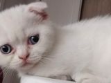 Kar Beyaz Mavi Gözlü Erkek Scottish Fold