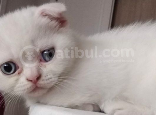 Kar Beyaz Mavi Gözlü Erkek Scottish Fold görsel