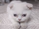 Kar Beyaz Mavi Gözlü Erkek Scottish Fold