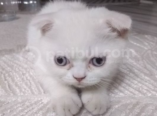 Kar Beyaz Mavi Gözlü Erkek Scottish Fold