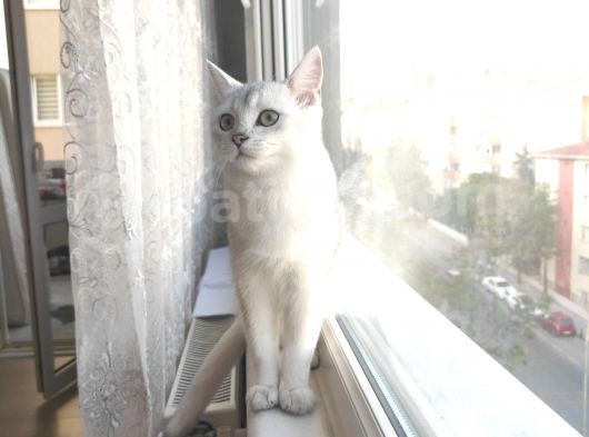 British Shorthair Silver Dışı görsel