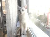 British Shorthair Silver Dışı