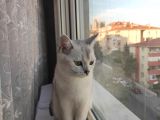 British Shorthair Silver Dışı