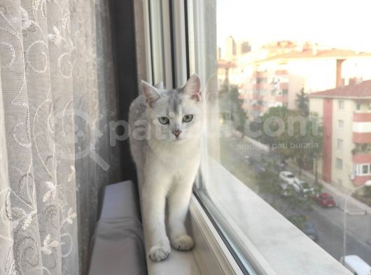 British Shorthair Silver Dışı görsel