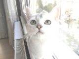 British Shorthair Silver Dışı