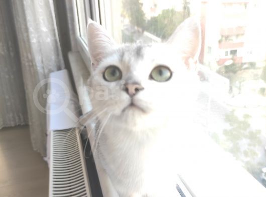 British Shorthair Silver Dışı