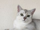 British Shorthair Silver Dışı