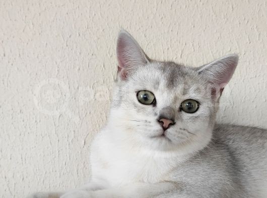British Shorthair Silver Dışı görsel