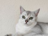 British Shorthair Silver Dışı
