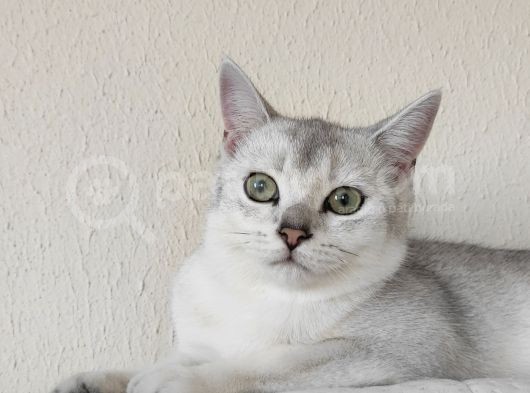 British Shorthair Silver Dışı