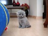 Scottish Fold Erkek Bebekler