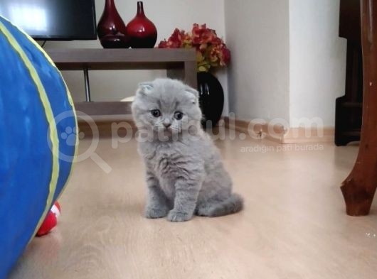 Scottish Fold Erkek Bebekler