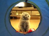 Scottish Fold Erkek Bebekler