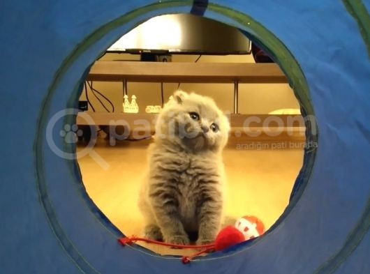 Scottish Fold Erkek Bebekler görsel
