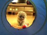 Scottish Fold Erkek Bebekler