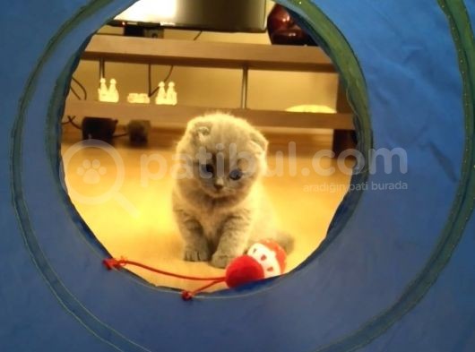 Scottish Fold Erkek Bebekler görsel