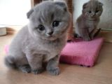 Scottish Fold Erkek Bebekler