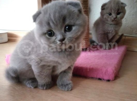 Scottish Fold Erkek Bebekler görsel