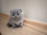 Scottish Fold Erkek Bebekler