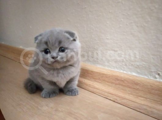 Scottish Fold Erkek Bebekler görsel