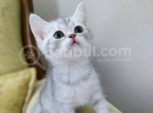 Si̇lver Bri̇ti̇sh Shorthai̇r Bebekleri̇mi̇z görsel