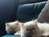 Safkan İran Persian Mavi Göz Şampanya Kürk Özel Irk