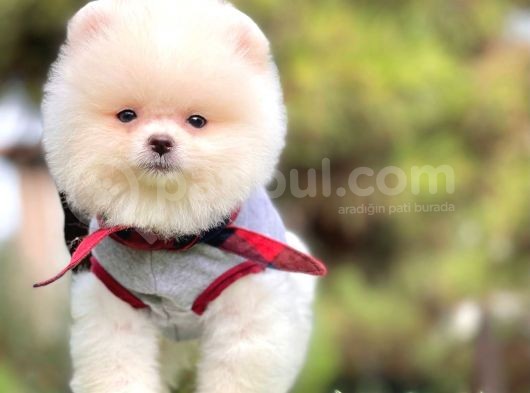Ayıcık Surat Boo Pomeranian Yavrular