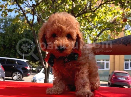 Red Brown Toy Poodle Yavrular