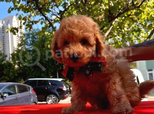 Red Brown Toy Poodle Yavrular görsel