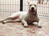 1. Sınıf Irk Garantili Dogo Yavrularımız