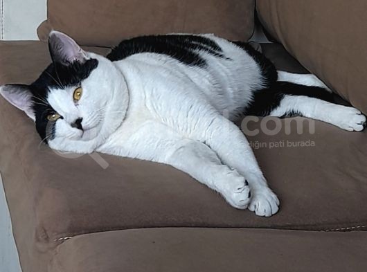 Şanslı görsel