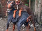 Show Kalite Doberman Yavrular