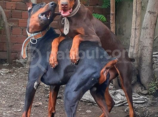 Show Kalite Doberman Yavrular görsel