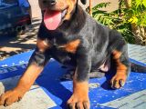 Show Kalite Doberman Yavrular