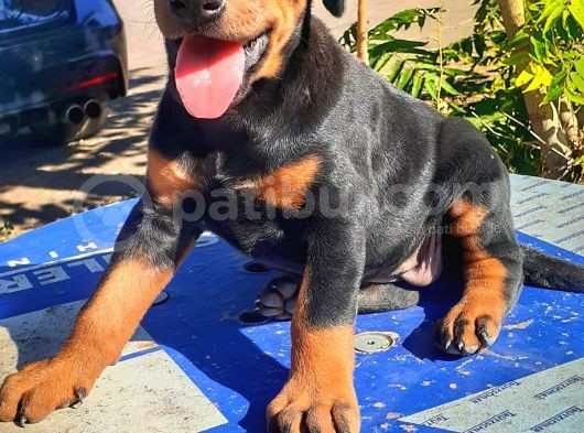 Show Kalite Doberman Yavrular