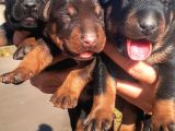 Show Kalite Doberman Yavrular