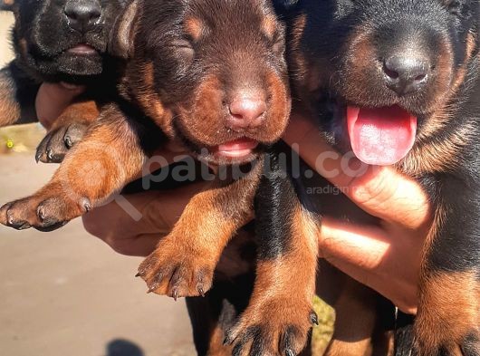 Show Kalite Doberman Yavrular görsel