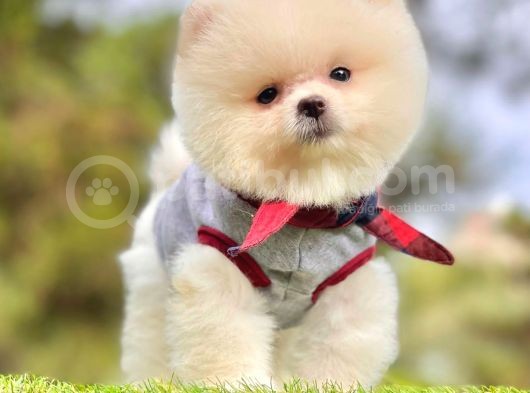 Ayıcık Surat Boo Pomeranian Yavrular görsel