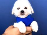 2.5 Aylık Erkek Ve Dişi Maltese Terrier Yavrular