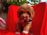 Mini Boy Red Maltipoo Yavrumuz