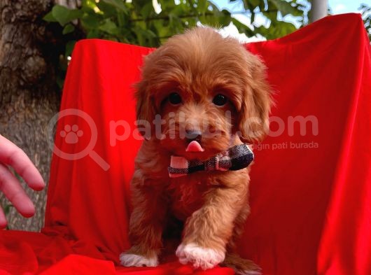 Mini Boy Red Maltipoo Yavrumuz